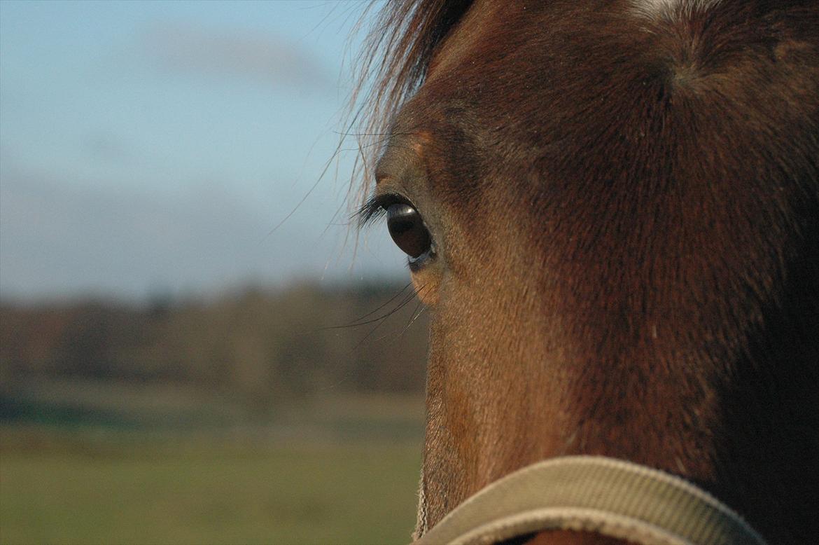 Anden særlig race Loke billede 1