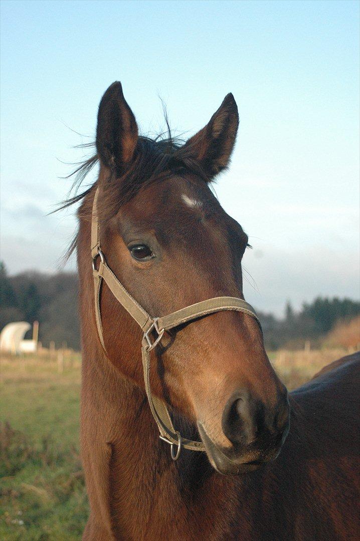 Anden særlig race Loke billede 2