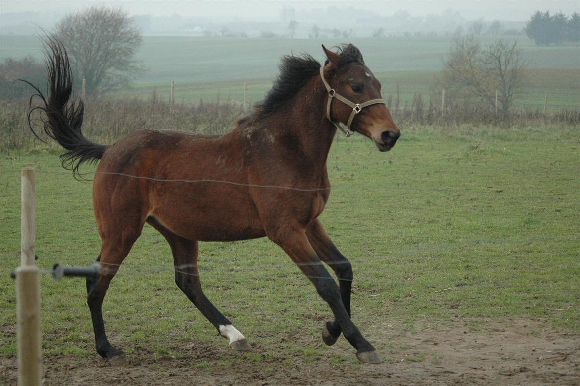 Anden særlig race Loke billede 9