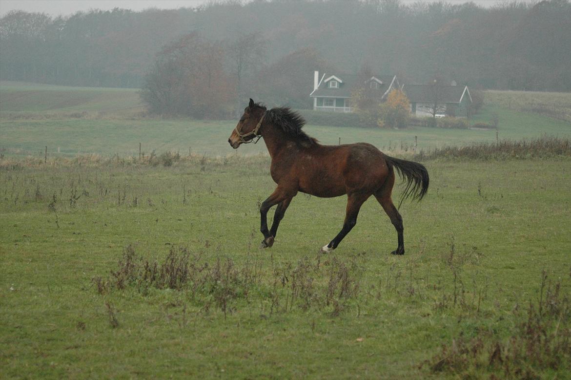 Anden særlig race Loke billede 10
