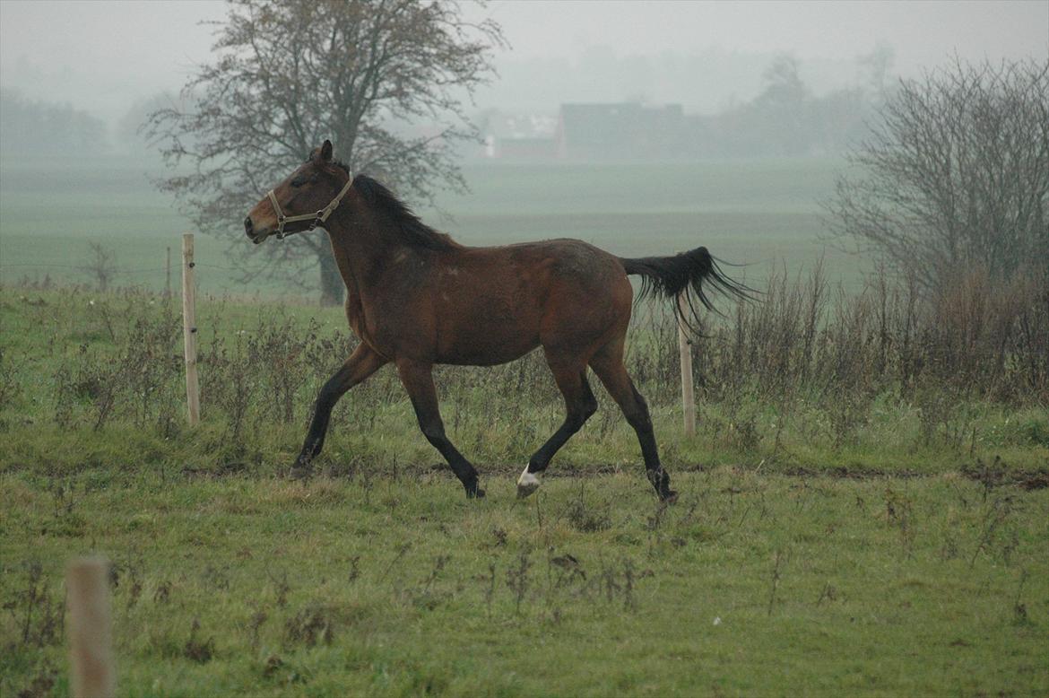 Anden særlig race Loke billede 11