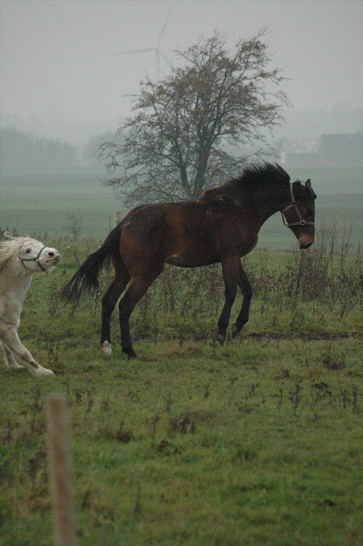 Anden særlig race Loke billede 12