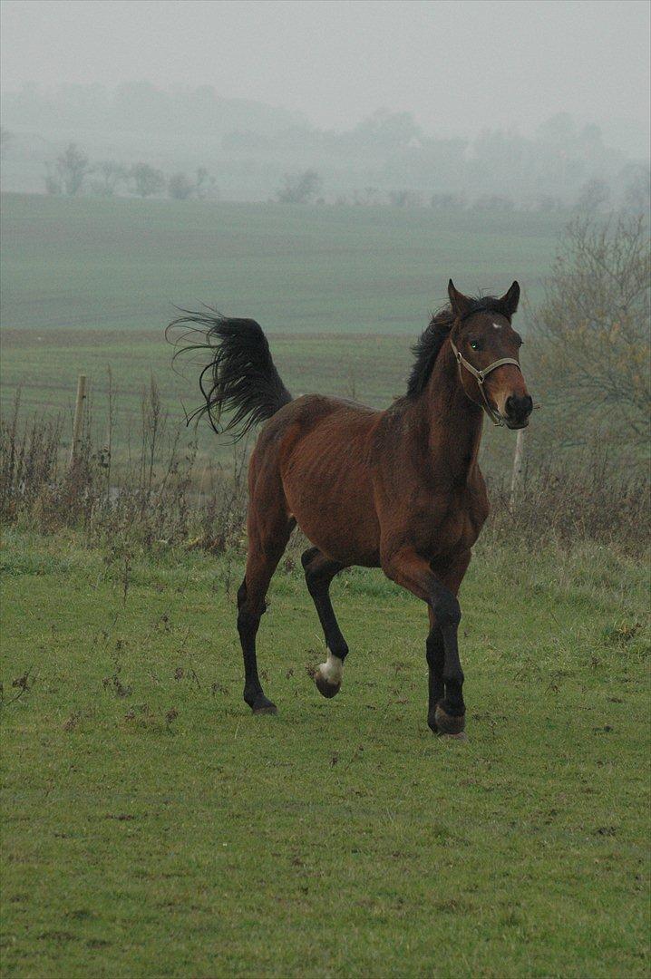 Anden særlig race Loke billede 13