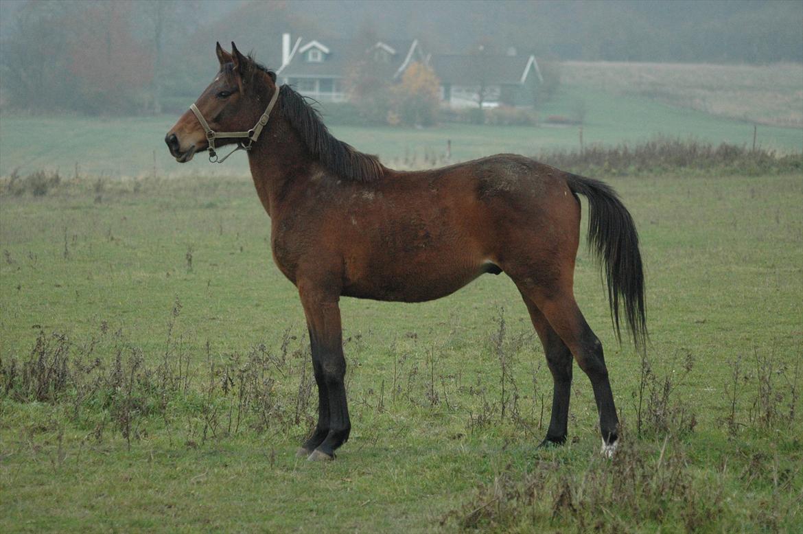 Anden særlig race Loke billede 14