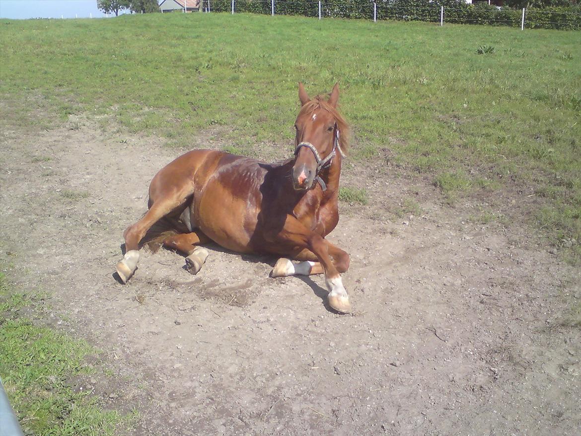 Anden særlig race Kashmir SOLGT - Kashmir ude på folden billede 9