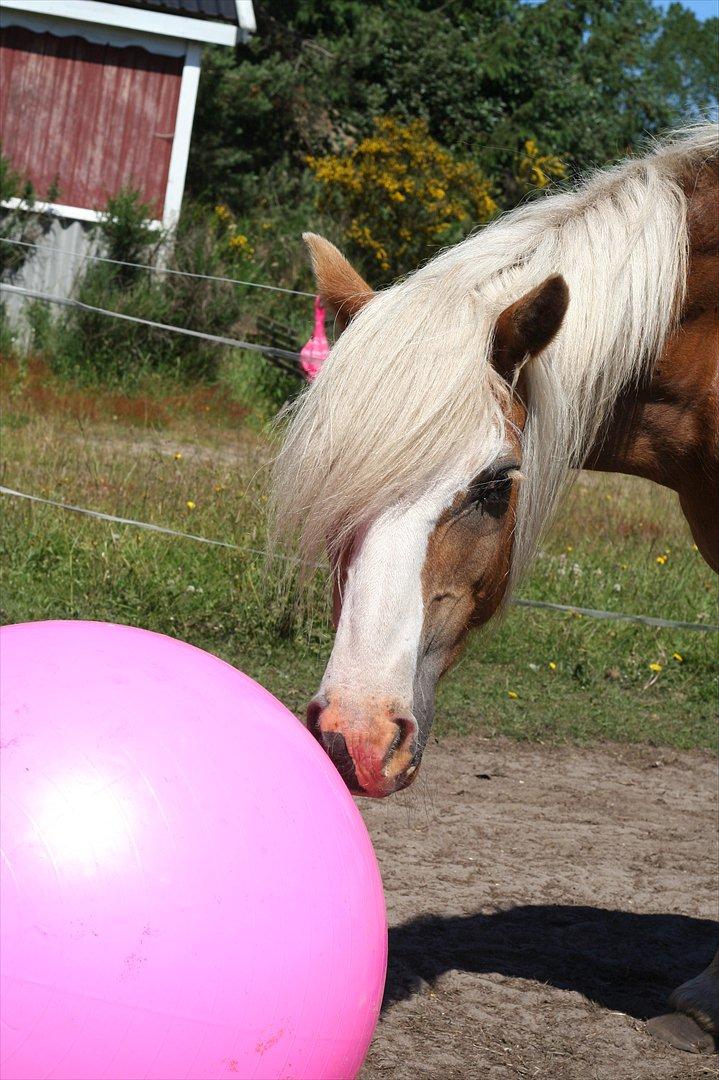 Haflinger Rianne - Velkommen til Haffes profil <3 Nyd hendes helt vidunderlige billeder <3 billede 1