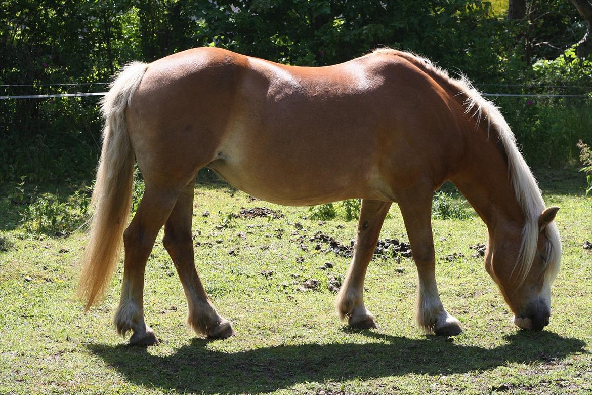 Haflinger Rianne - på sommer græs billede 2