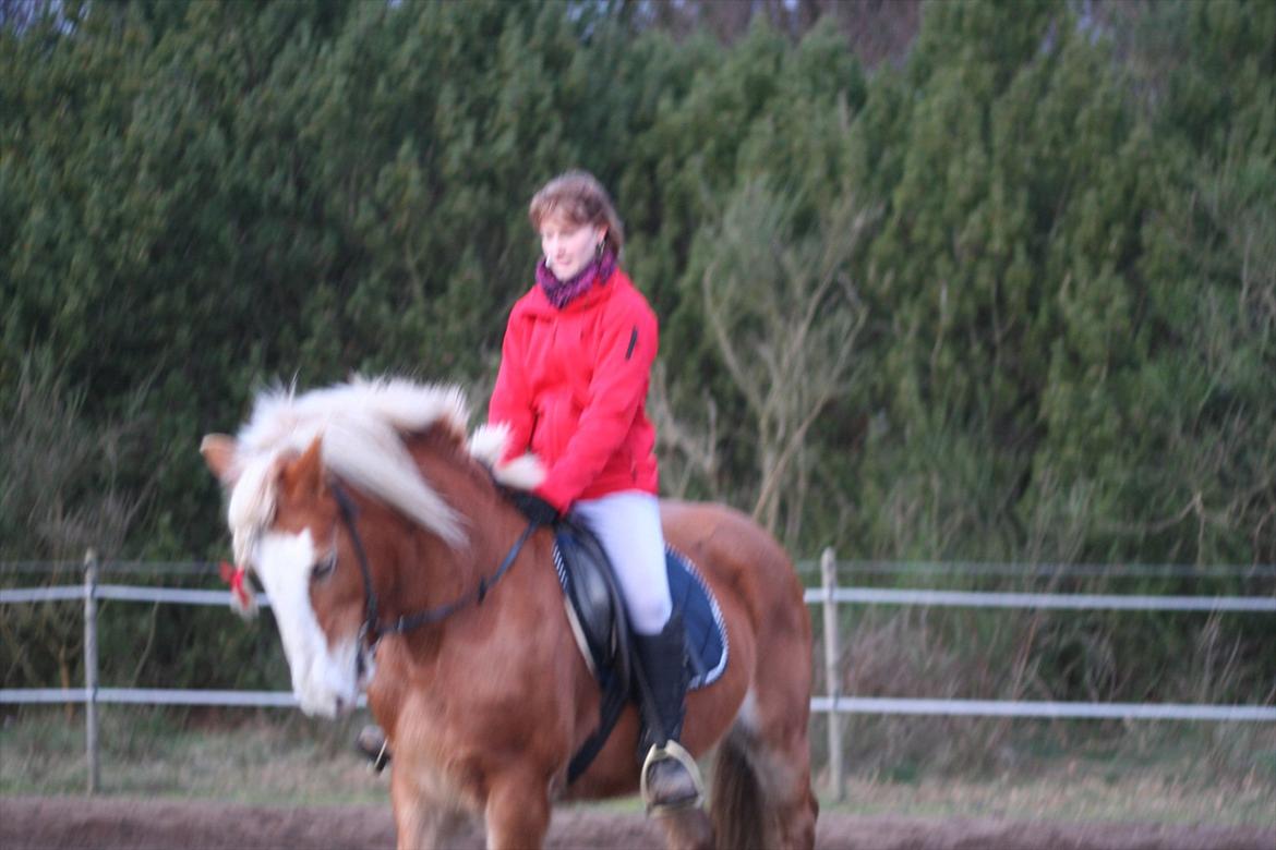 Haflinger Rianne - Mig der prøvede at arbejde hende ned på en dag hvor hun ikke ville ! billede 3