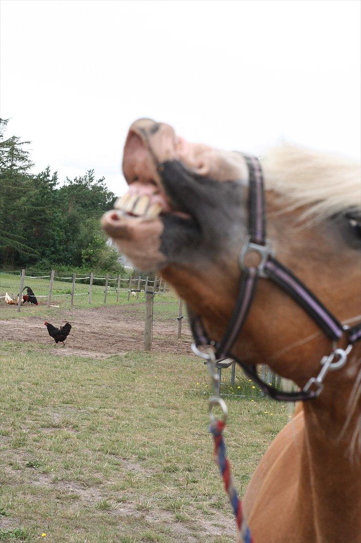 Haflinger Rianne - SMIIIIIL ! billede 5