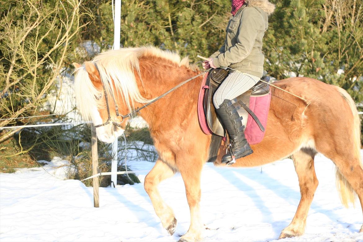 Haflinger Rianne - Mig der rider dressur på den smukke billede 6