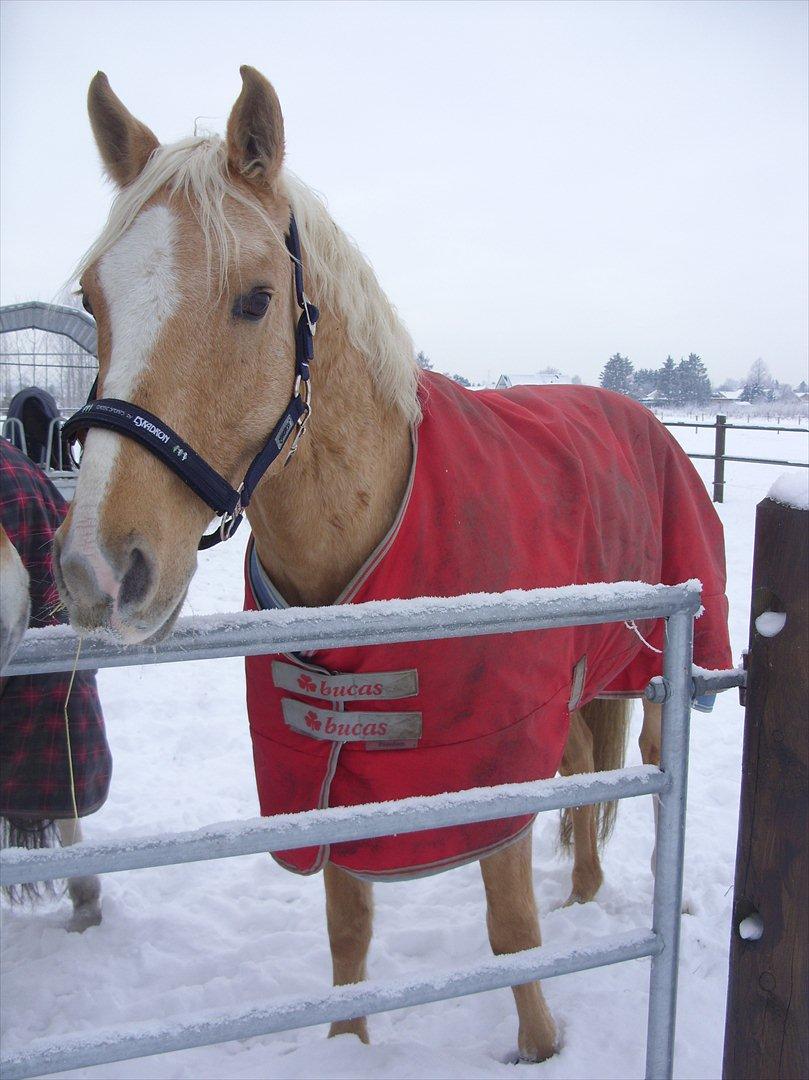 Palomino | Sandgravgård's Kashmir - R.I.P - Kashmir d. 29/12-2010. Første gang på fold. Elsker den hest <3 :D billede 16