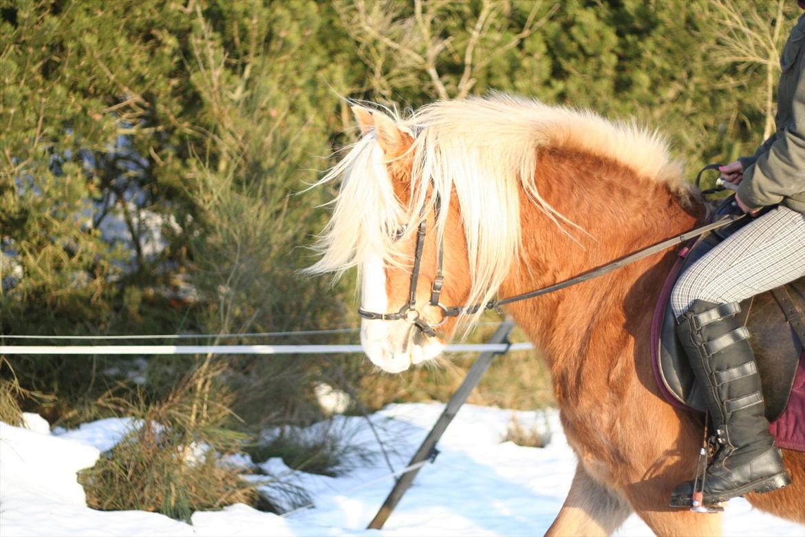 Haflinger Rianne - Mig der rider hende i dressur billede 7