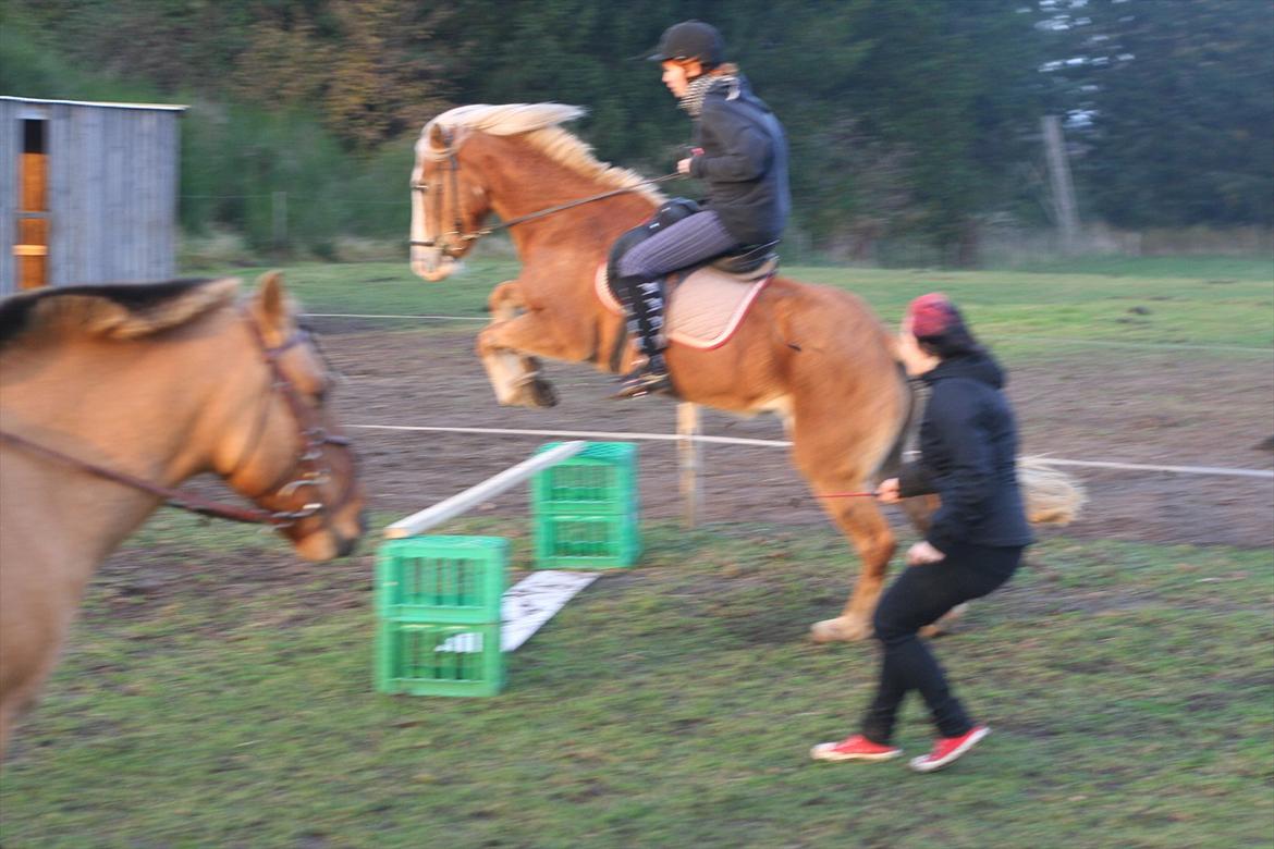 Haflinger Rianne - Springer med Astrid xD Super grineren billed ! billede 8