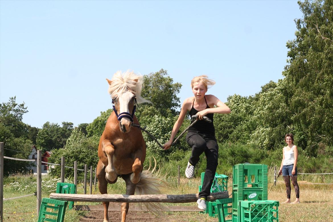 Haflinger Rianne - Ridelejr 2010 spring med Astrid billede 9