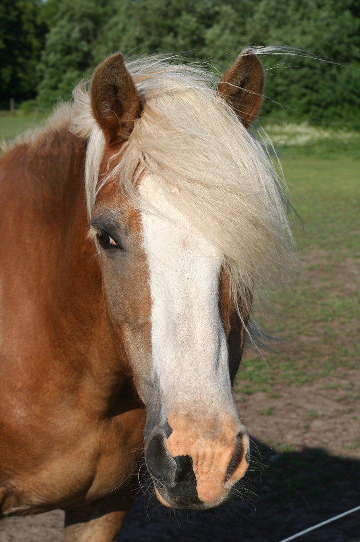 Haflinger Rianne - Rigtig prinsesse pony ! billede 10
