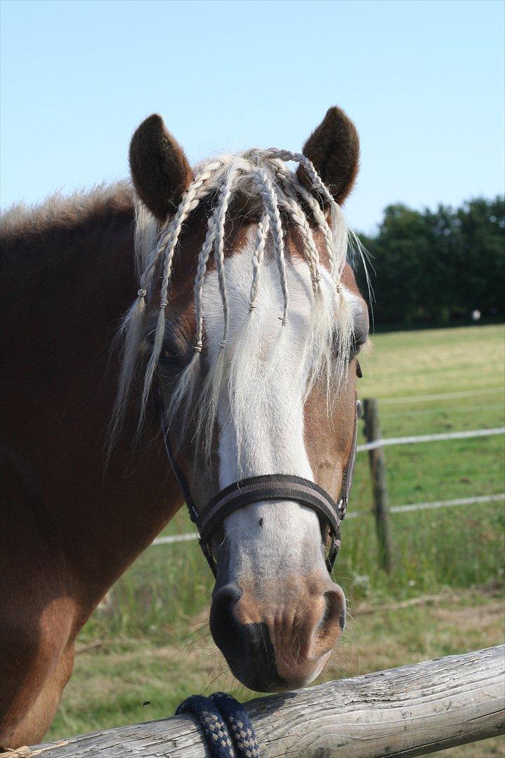 Haflinger Rianne - Super lækker fritz billede 11