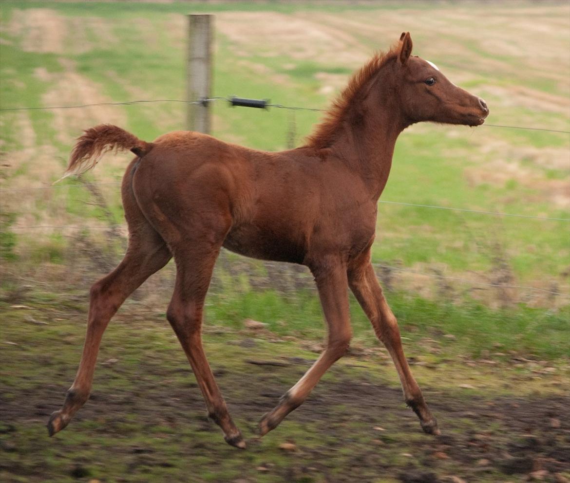 Anden særlig race Enghavegårds Shan billede 13