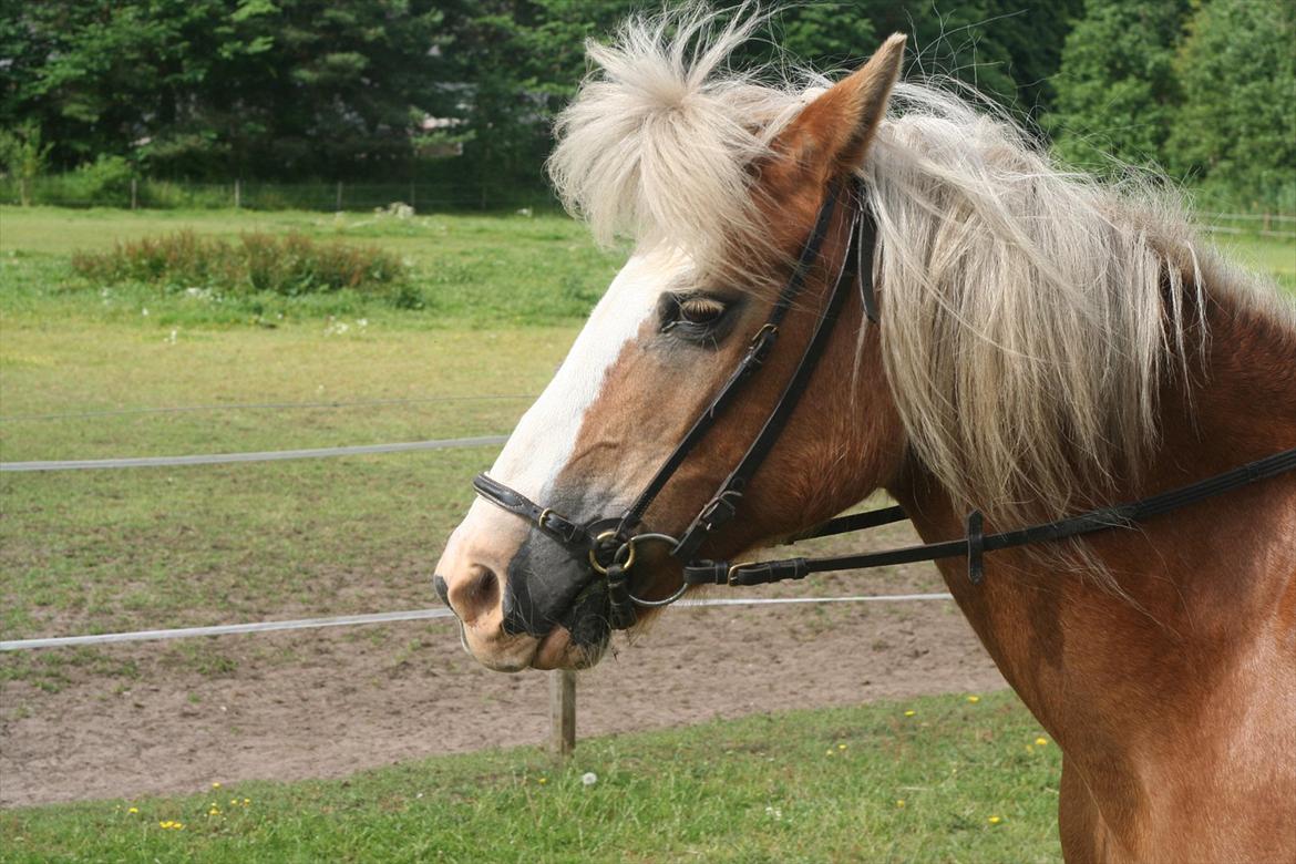 Haflinger Rianne - Nu med springvand ! billede 12