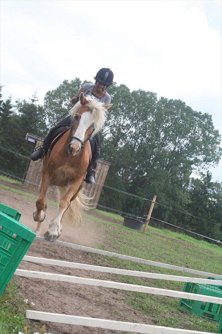 Haflinger Rianne - Spting på ridelejr billede 14