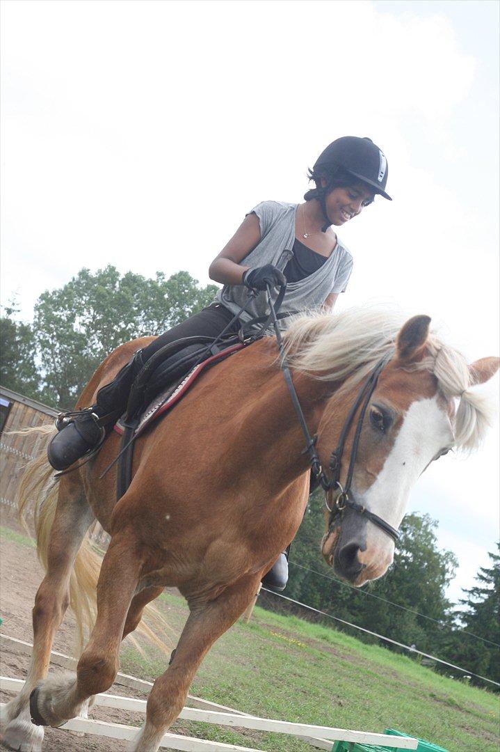 Haflinger Rianne - Larika og Rianne forsøger at springe billede 15