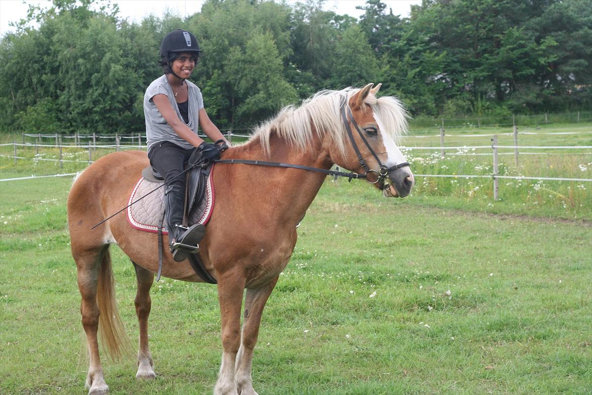 Haflinger Rianne - holder en lille pause i undervisningen billede 16