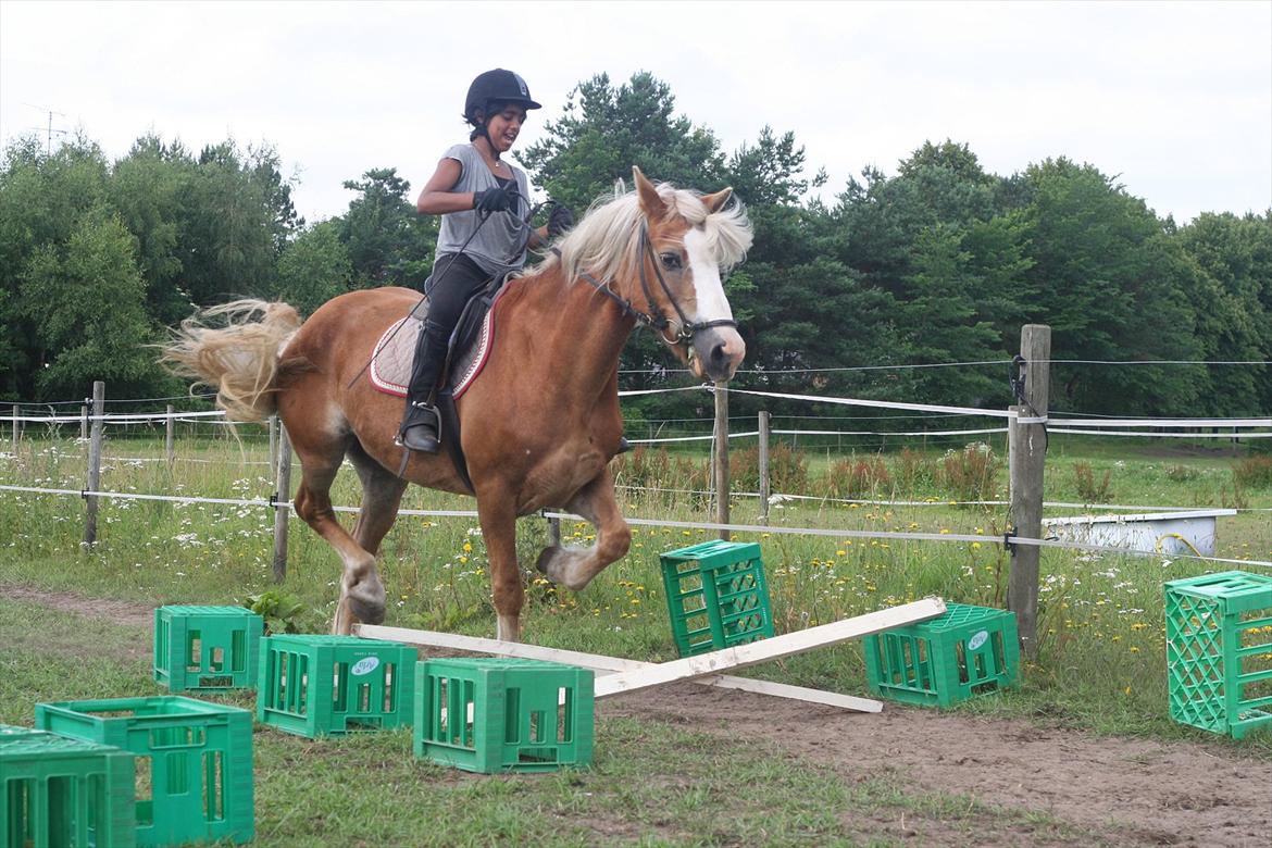 Haflinger Rianne - Hæhæ Ridelejr 2011

Larika havde hun redet et par måneder og føger sig så her at springe  billede 17