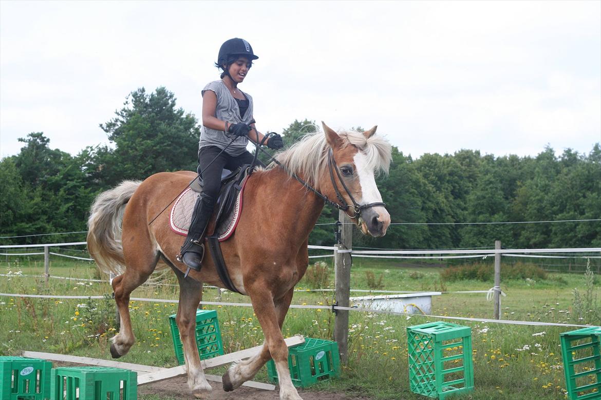 Haflinger Rianne - Rianne og tidligere part billede 18