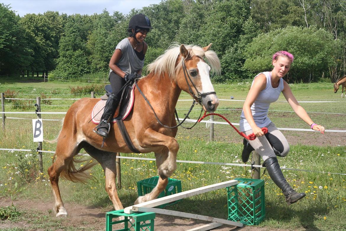 Haflinger Rianne - Jeg måtte hjælpe lidt til i spring undervisningen billede 19