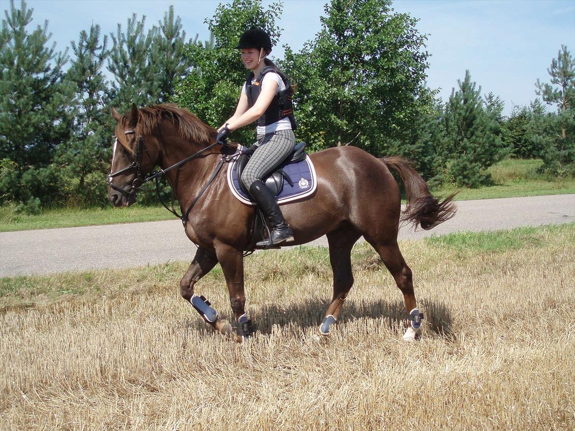 Anden særlig race Chutney - Stubmarken derhjemme. billede 8