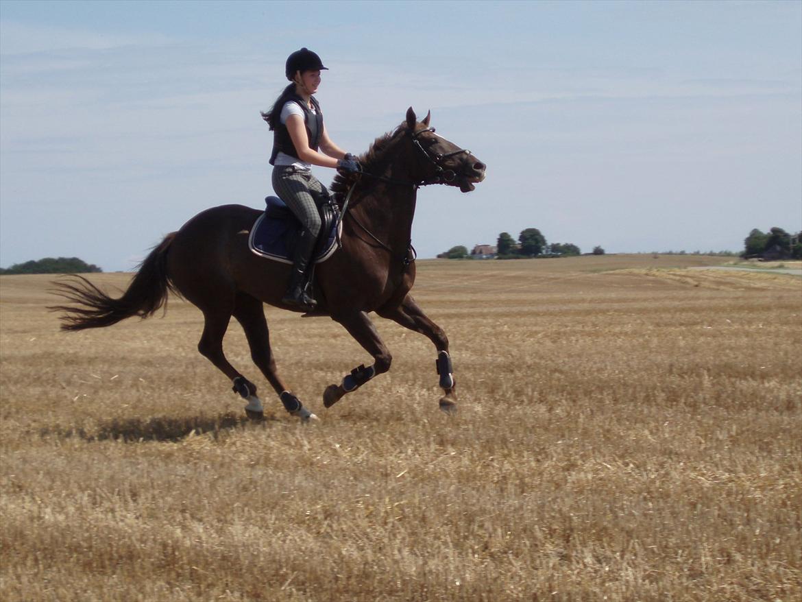 Anden særlig race Chutney - Stubmarken derhjemme.
Alt for stramme tøjler. billede 9