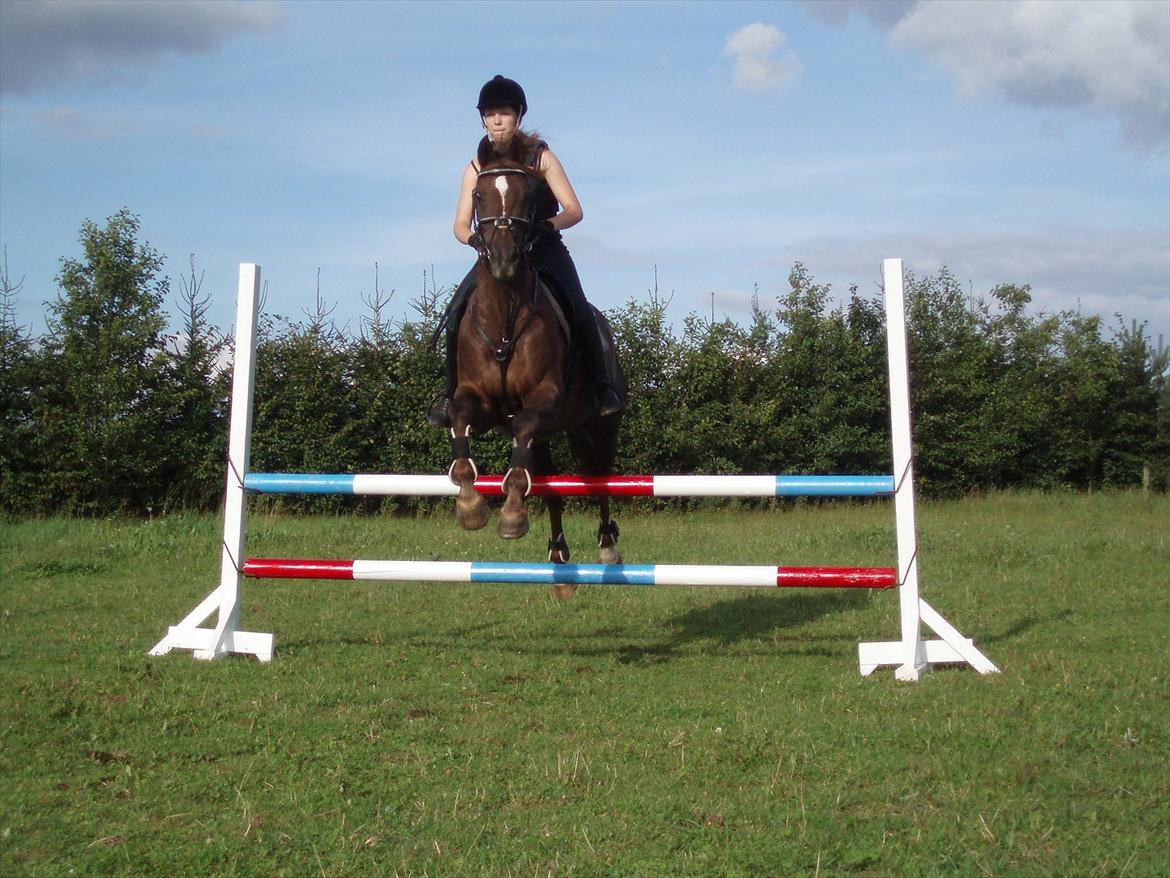 Anden særlig race Chutney - Lidt spring hjemme, mener springet er omkring de 70-100 cm. Kan ikke helt huske det. billede 10