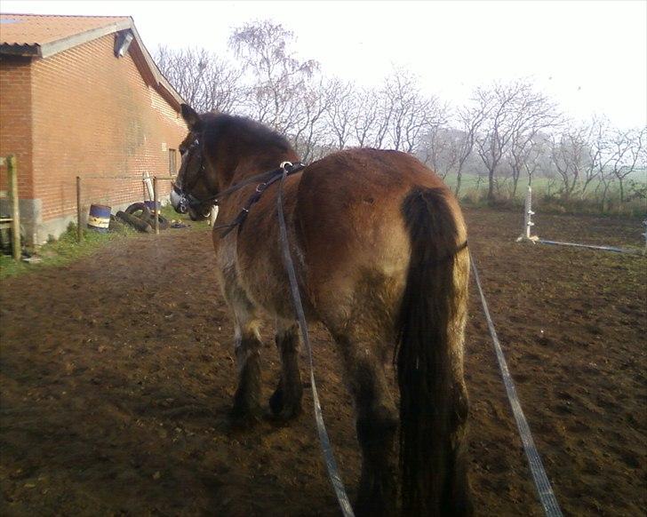 Nordsvensk Skovhest Emma - 13/11-2011 Tømmetræning billede 10