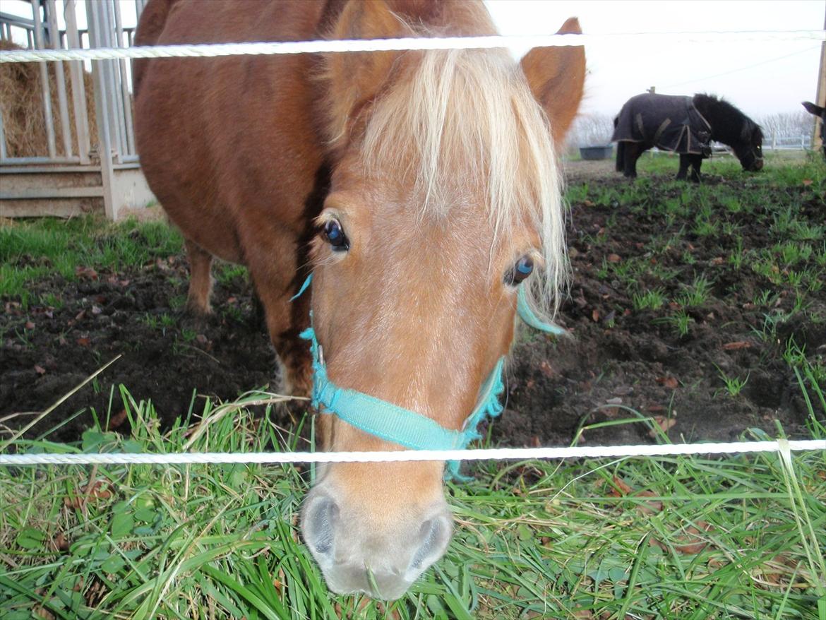 Shetlænder Nanja af rolighed billede 3