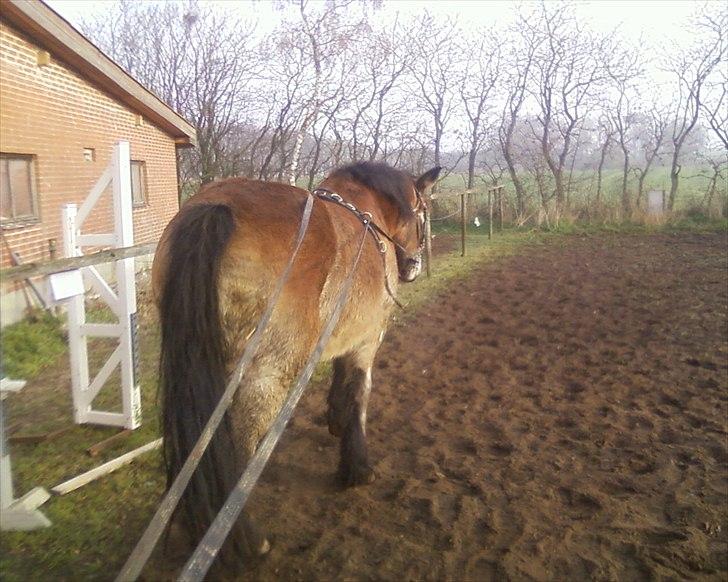 Nordsvensk Skovhest Emma - 13/11-2011 tømmetræning billede 11