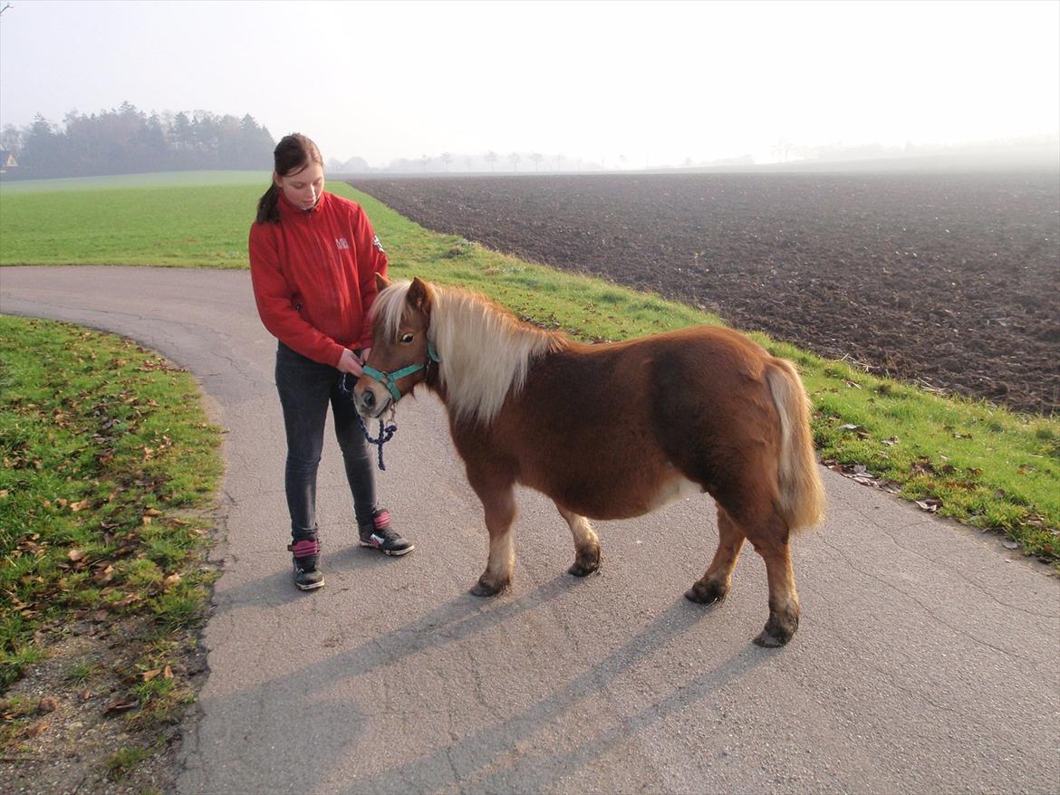 Shetlænder Nanja af rolighed billede 4