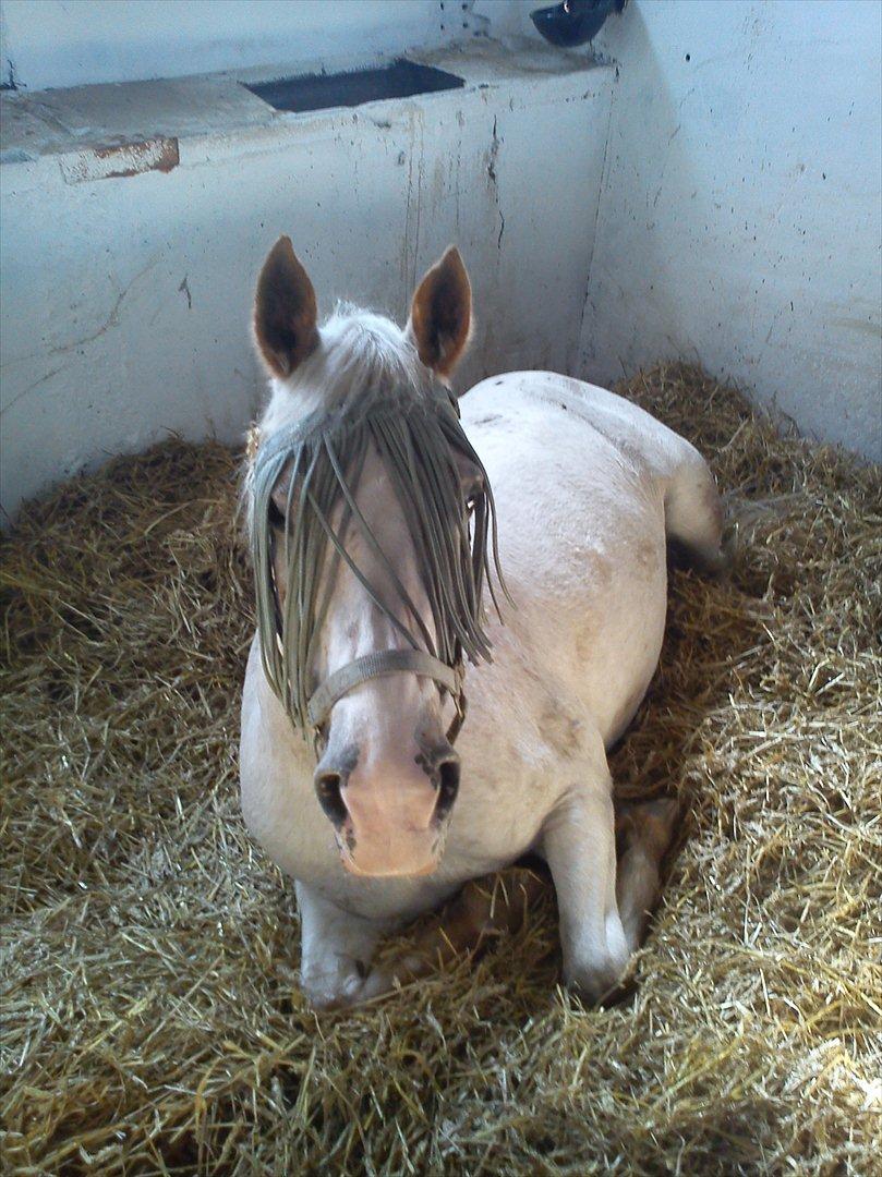 Anden særlig race Lotte - Lille Pony slapper af <3<3 :* :) billede 20