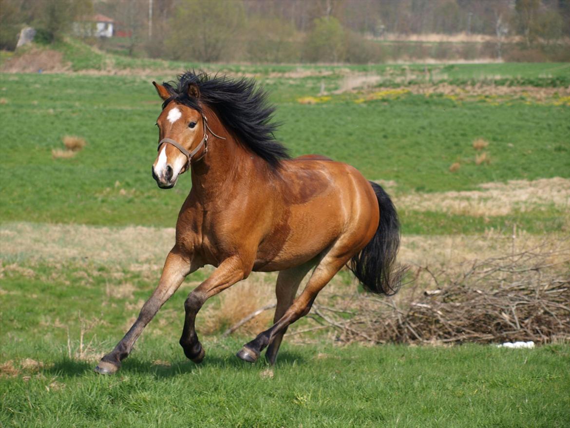 Anden særlig race Juncker. - Jeg syntes han er en lækkermås! billede 1