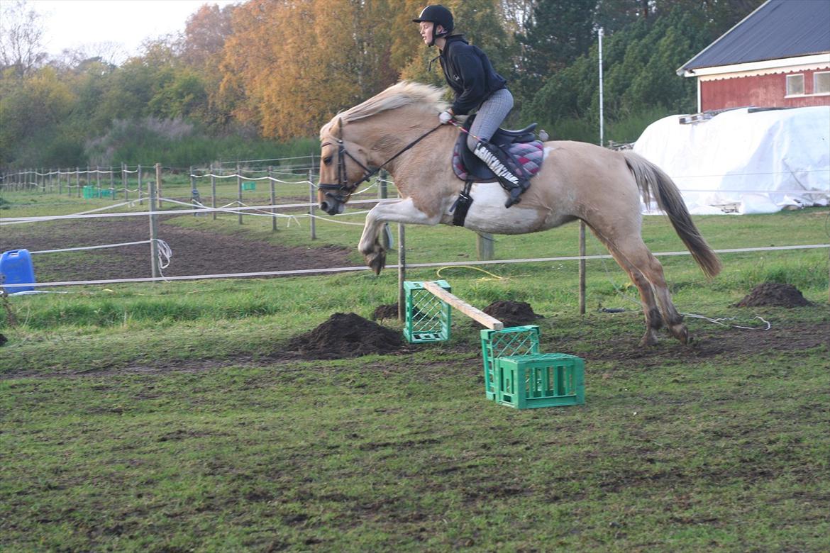 Anden særlig race Athene - Mig der springer Athene efter jeg ikke har redet hende i flere måneder billede 9