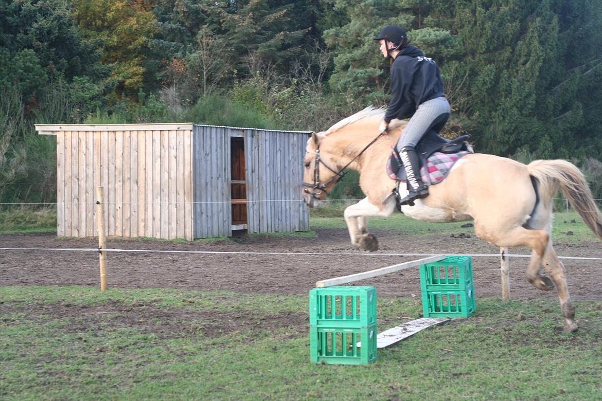 Anden særlig race Athene - Spring lille hyp billede 10