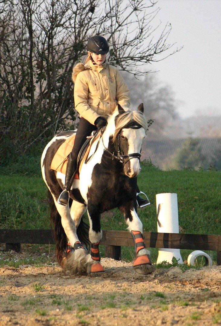 Irish Cob Cronos Regius - Cronos - 12. november 2011. billede 4