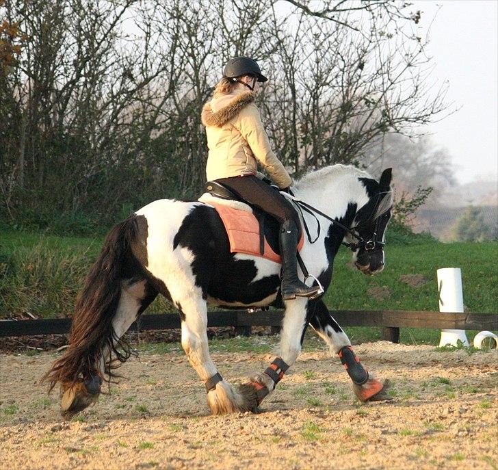 Irish Cob Cronos Regius - Cronos - 12. november 2011. billede 9