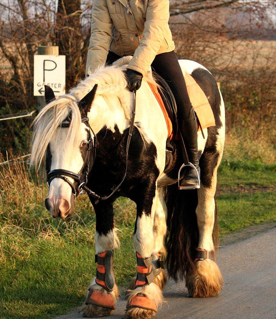 Irish Cob Cronos Regius - Cronos - 12. november 2011. billede 11