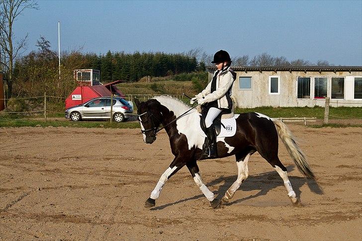 Pinto Blis (kat. 1 pony) billede 12