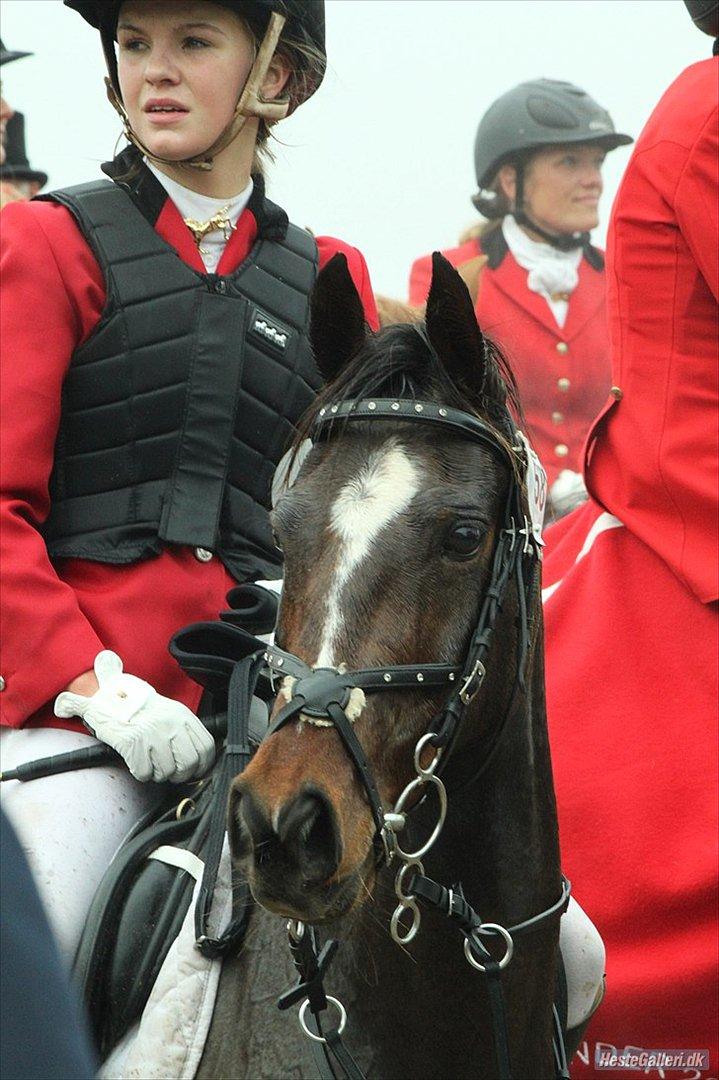 Anden særlig race Emma Embrace *HIMMELHEST* <3 - Hubertusjagt 2011 - Foto: Ukendt billede 11