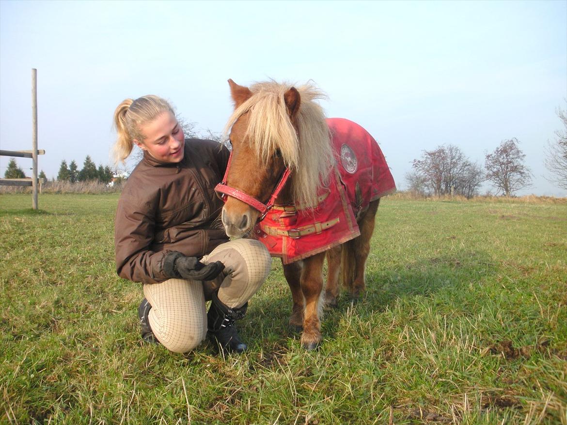 Shetlænder Rosie - elsker dig <3 billede 12