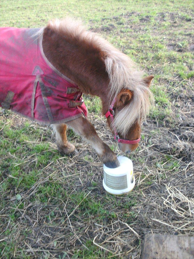 Shetlænder Rosie - xD<3 billede 16