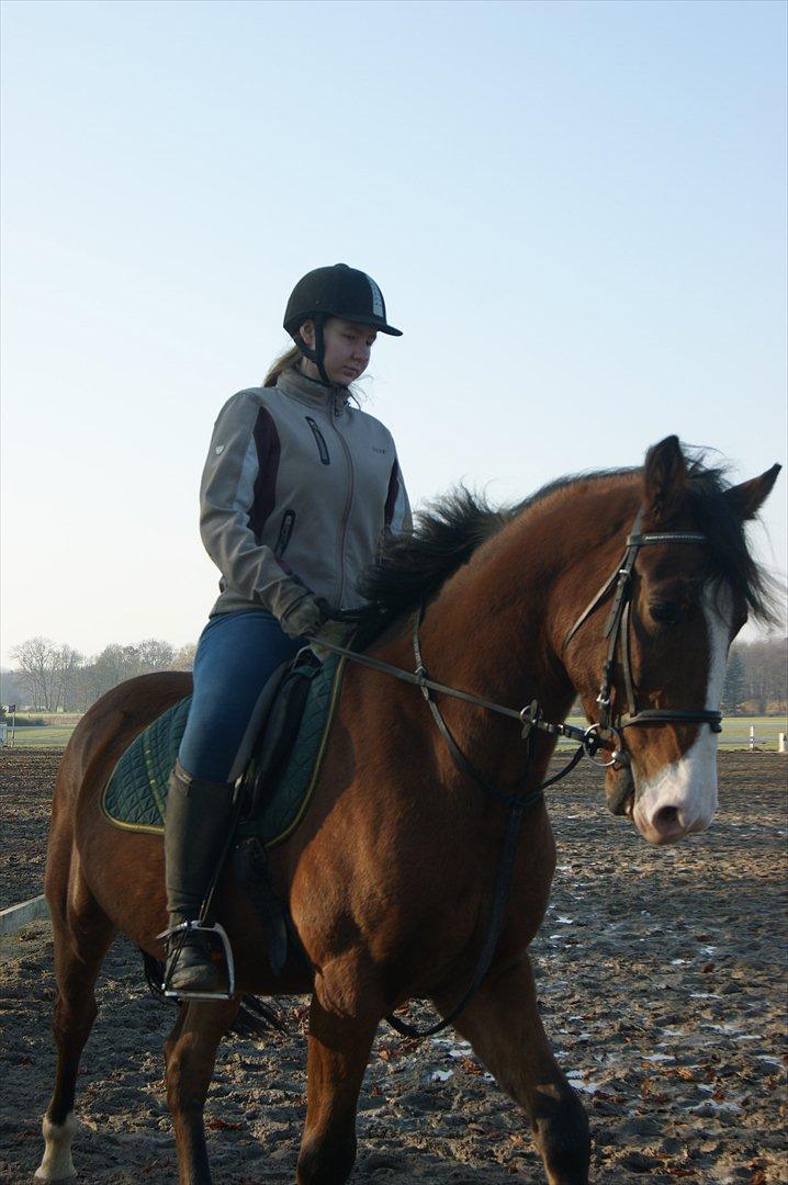 Anden særlig race Rex billede 6