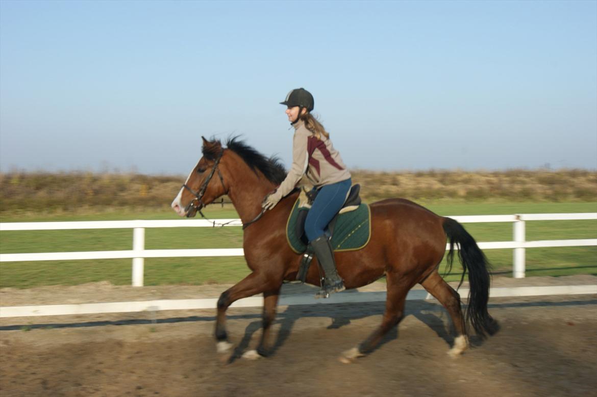 Anden særlig race Rex billede 7