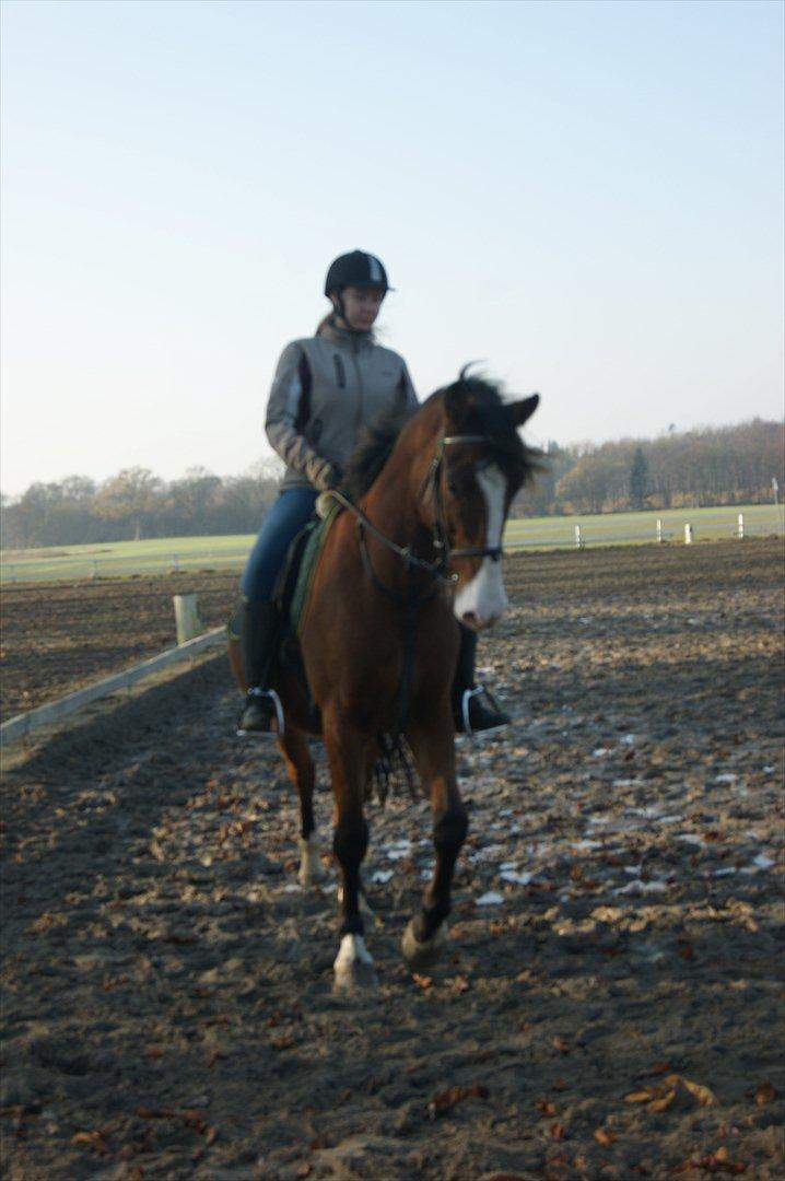 Anden særlig race Rex billede 8