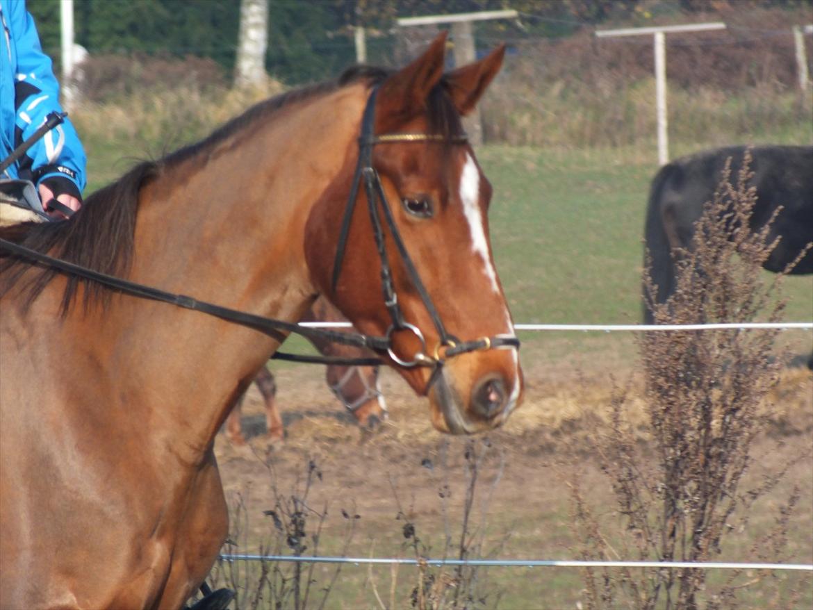 Knabstrupper Juandiazz (stor -lunds enjoy) - Taget den 13/11-2011 billede 1